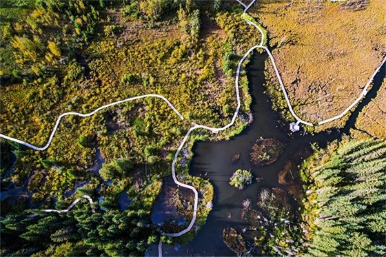 Beaver Boardwalk from Above